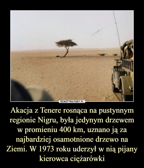 Akacja z Tenere rosnąca na pustynnym regionie Nigru, była jedynym drzewem w promieniu 400 km, uznano ją za najbardziej osamotnione drzewo na Ziemi. W 1973 roku uderzył w nią pijany kierowca ciężarówki –  