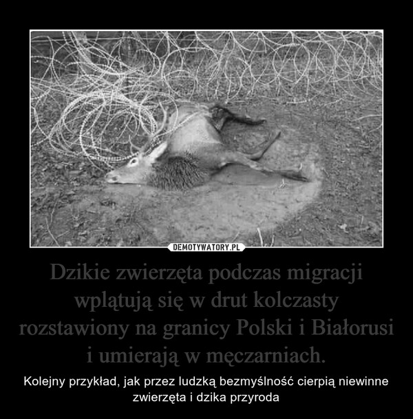 Dzikie zwierzęta podczas migracji wplątują się w drut kolczasty rozstawiony na granicy Polski i Białorusi i umierają w męczarniach. – Kolejny przykład, jak przez ludzką bezmyślność cierpią niewinne zwierzęta i dzika przyroda 