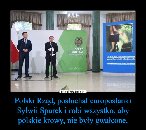 Polski Rząd, posłuchał europosłanki Sylwii Spurek i robi wszystko, aby polskie krowy, nie były gwałcone.