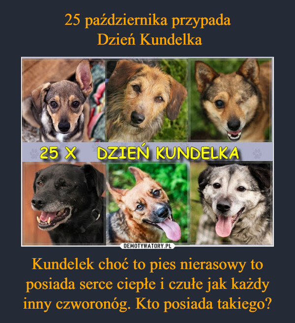 25 października przypada
 Dzień Kundelka Kundelek choć to pies nierasowy to posiada serce ciepłe i czułe jak każdy inny czworonóg. Kto posiada takiego?