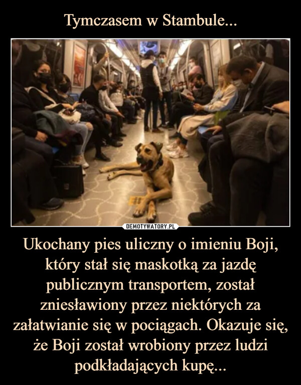Ukochany pies uliczny o imieniu Boji, który stał się maskotką za jazdę publicznym transportem, został zniesławiony przez niektórych za załatwianie się w pociągach. Okazuje się, że Boji został wrobiony przez ludzi podkładających kupę... –  
