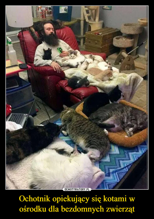 Ochotnik opiekujący się kotami w ośrodku dla bezdomnych zwierząt –  
