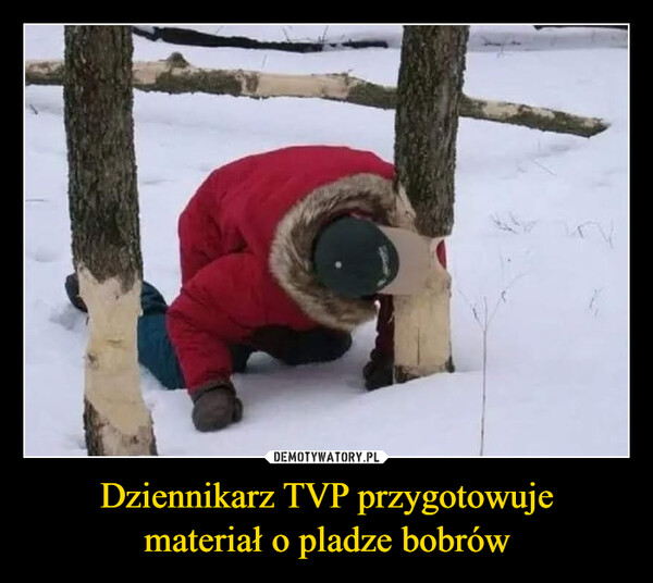 Dziennikarz TVP przygotowuje
materiał o pladze bobrów