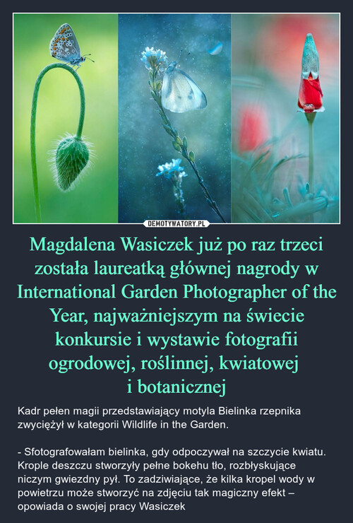 Magdalena Wasiczek już po raz trzeci została laureatką głównej nagrody w International Garden Photographer of the Year, najważniejszym na świecie konkursie i wystawie fotografii ogrodowej, roślinnej, kwiatowej 
i botanicznej