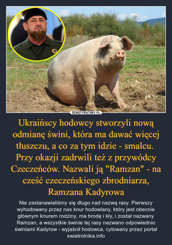 Ukraińscy hodowcy stworzyli nową odmianę świni, która ma dawać więcej tłuszczu, a co za tym idzie - smalcu. Przy okazji zadrwili też z przywódcy Czeczeńców. Nazwali ją "Ramzan" - na cześć czeczeńskiego zbrodniarza, Ramzana Kadyrowa – Nie zastanawialiśmy się długo nad nazwą rasy. Pierwszy wyhodowany przez nas knur hodowlany, który jest obecnie głównym knurem rodziny, ma brodę i kły, i został nazwany Ramzan, a wszystkie świnie tej rasy nazwano odpowiednio świniami Kadyrow - wyjaśnił hodowca, cytowany przez portal swiatrolnika.info 