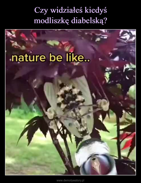  –  nature be like...
