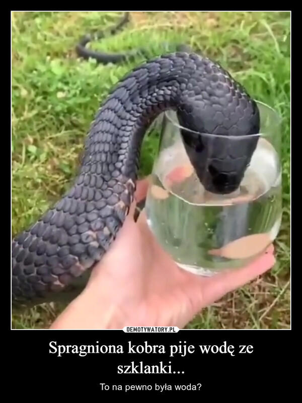 Spragniona kobra pije wodę ze szklanki... – To na pewno była woda? 