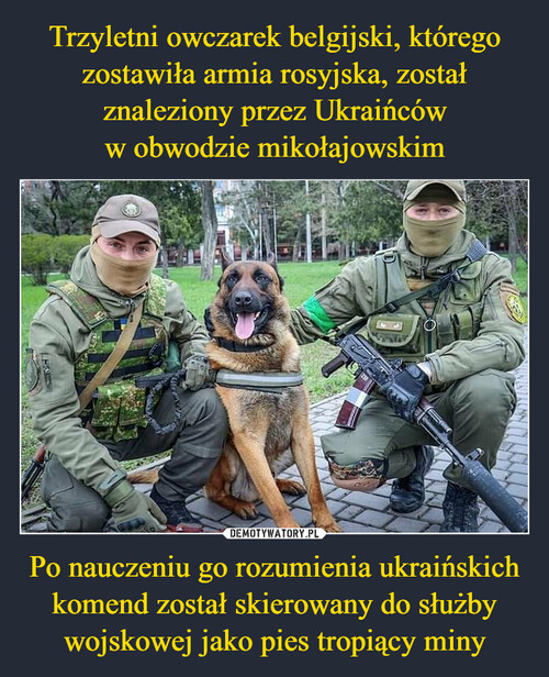 Trzyletni owczarek belgijski, którego zostawiła armia rosyjska, został znaleziony przez Ukraińców
w obwodzie mikołajowskim Po nauczeniu go rozumienia ukraińskich komend został skierowany do służby wojskowej jako pies tropiący miny