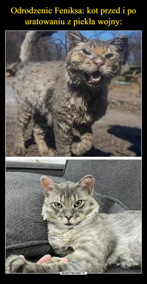 Odrodzenie Feniksa: kot przed i po uratowaniu z piekła wojny: