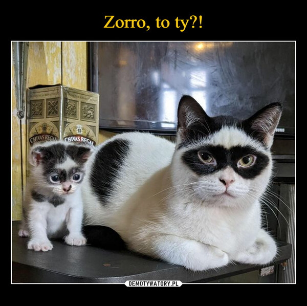 Zorro, to ty?!