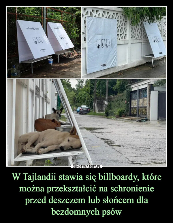 W Tajlandii stawia się billboardy, które można przekształcić na schronienie przed deszczem lub słońcem dla bezdomnych psów –  