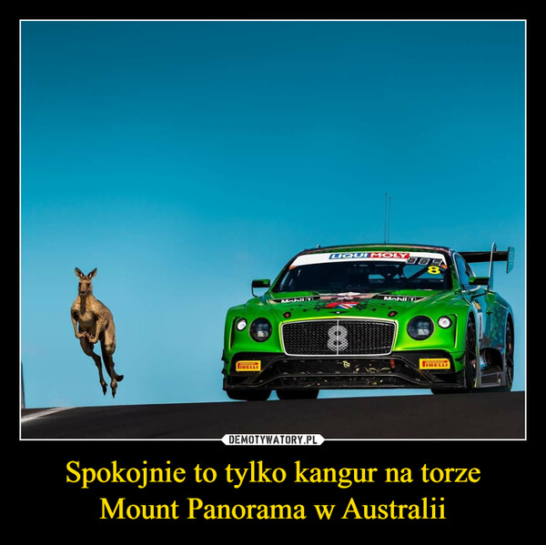 Spokojnie to tylko kangur na torze Mount Panorama w Australii –  