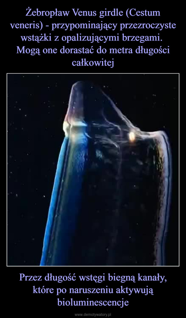 Przez długość wstęgi biegną kanały,które po naruszeniu aktywują bioluminescencje –  