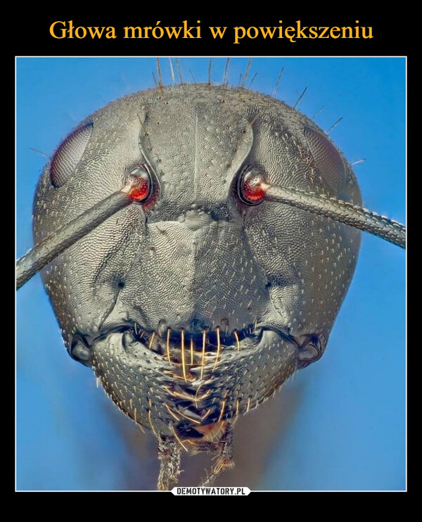 Głowa mrówki w powiększeniu