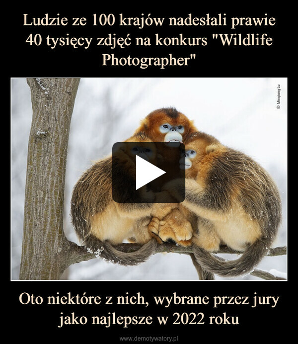 Ludzie ze 100 krajów nadesłali prawie 40 tysięcy zdjęć na konkurs "Wildlife Photographer" Oto niektóre z nich, wybrane przez jury jako najlepsze w 2022 roku