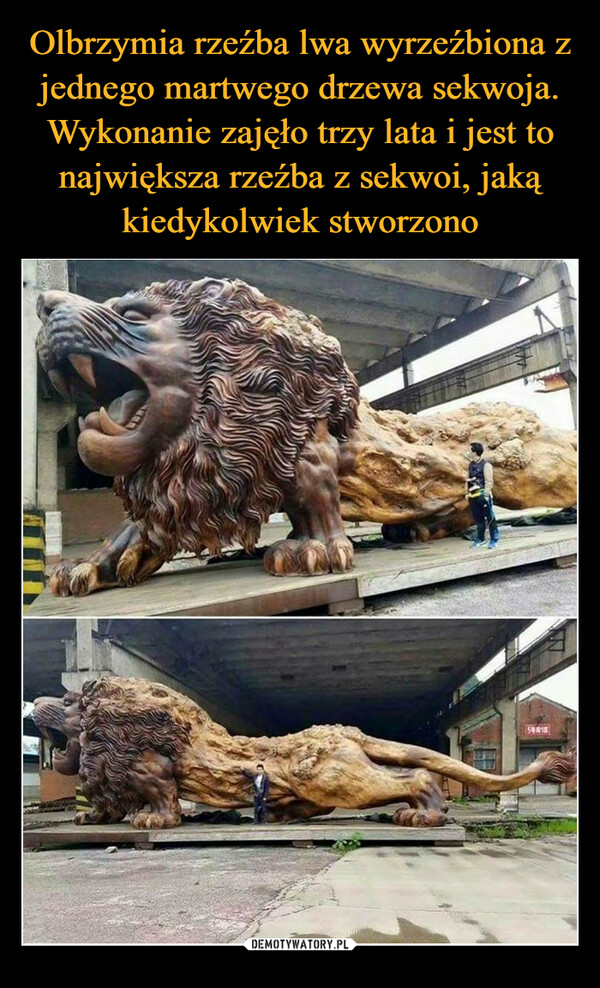 Olbrzymia rzeźba lwa wyrzeźbiona z jednego martwego drzewa sekwoja. Wykonanie zajęło trzy lata i jest to największa rzeźba z sekwoi, jaką kiedykolwiek stworzono