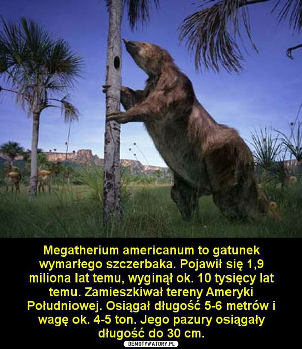 Megatherium –  Megatherium americanum to gatunekwymarłego szczerbaka. Pojawił się 1,9miliona lat temu, wyginął ok. 10 tysięcy lattemu. Zamieszkiwał tereny AmerykiPołudniowej. Osiągał długość 5-6 metrów iwagę ok. 4-5 ton. Jego pazury osiągałydługość do 30 cm.