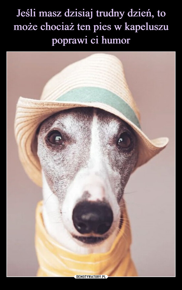 Jeśli masz dzisiaj trudny dzień, to może chociaż ten pies w kapeluszu poprawi ci humor
