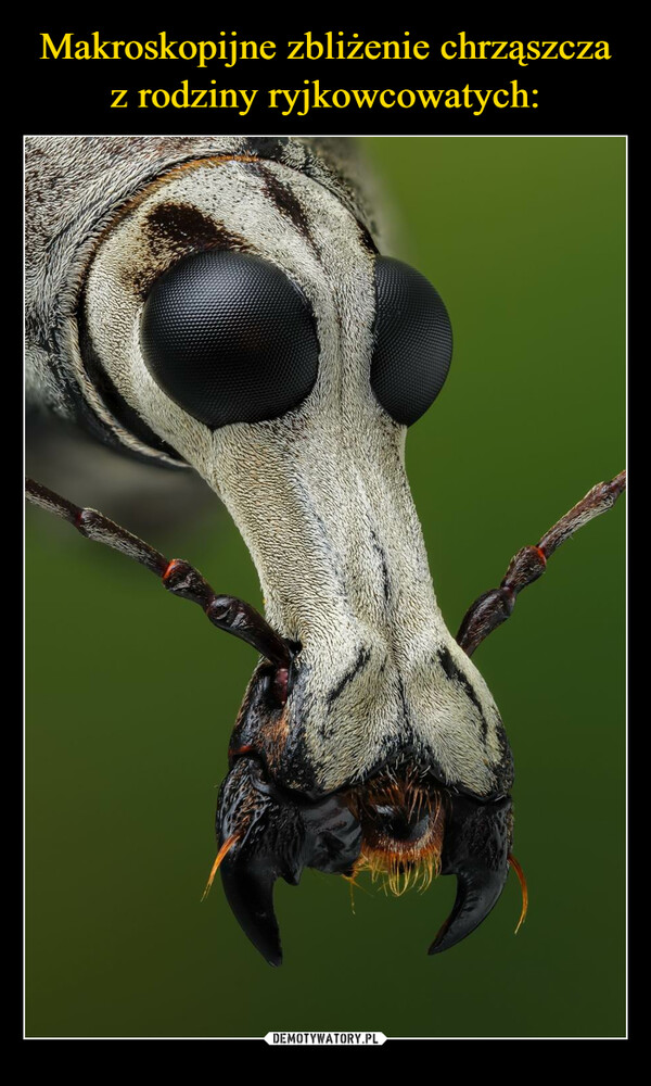 Makroskopijne zbliżenie chrząszcza z rodziny ryjkowcowatych: