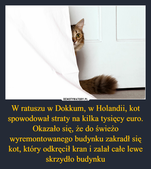 W ratuszu w Dokkum, w Holandii, kot spowodował straty na kilka tysięcy euro. Okazało się, że do świeżo wyremontowanego budynku zakradł się kot, który odkręcił kran i zalał całe lewe skrzydło budynku –  
