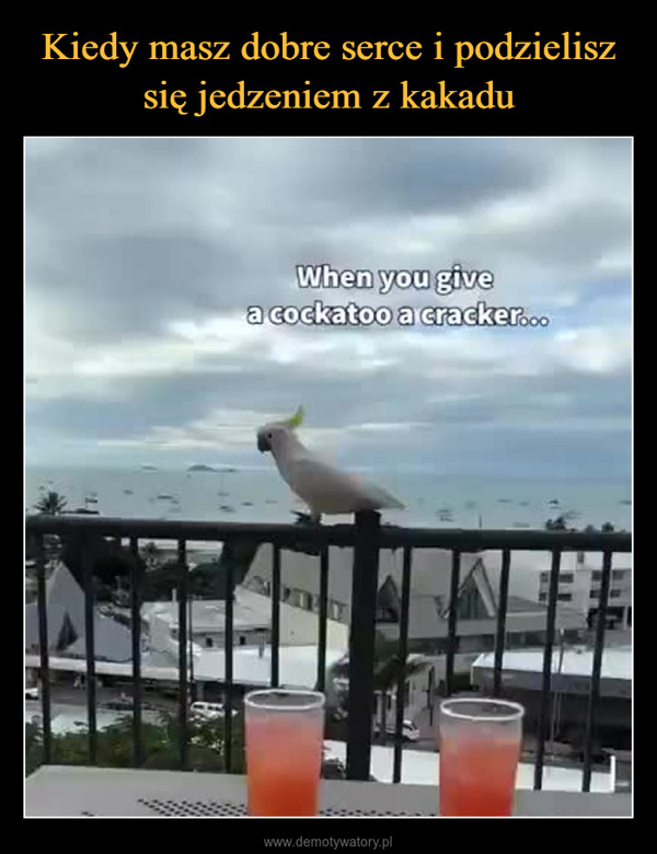  –  When you givea cockatoo a cracker...