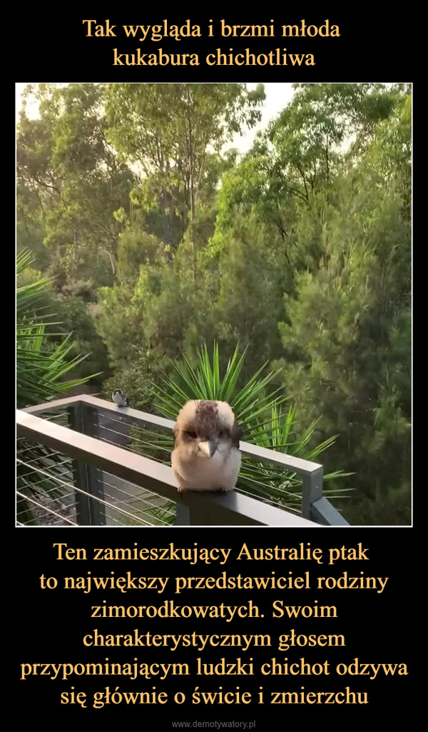 Ten zamieszkujący Australię ptak to największy przedstawiciel rodziny zimorodkowatych. Swoim charakterystycznym głosem przypominającym ludzki chichot odzywa się głównie o świcie i zmierzchu –  N