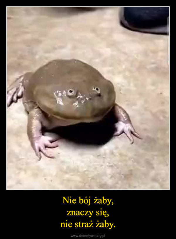 Nie bój żaby,znaczy się,nie straż żaby. –  