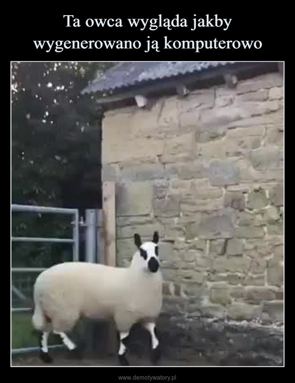  –  IS THIS THEMOST PERFECT SHEEP EVER?