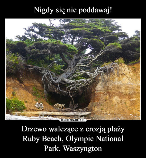 Drzewo walczące z erozją plażyRuby Beach, Olympic NationalPark, Waszyngton –  