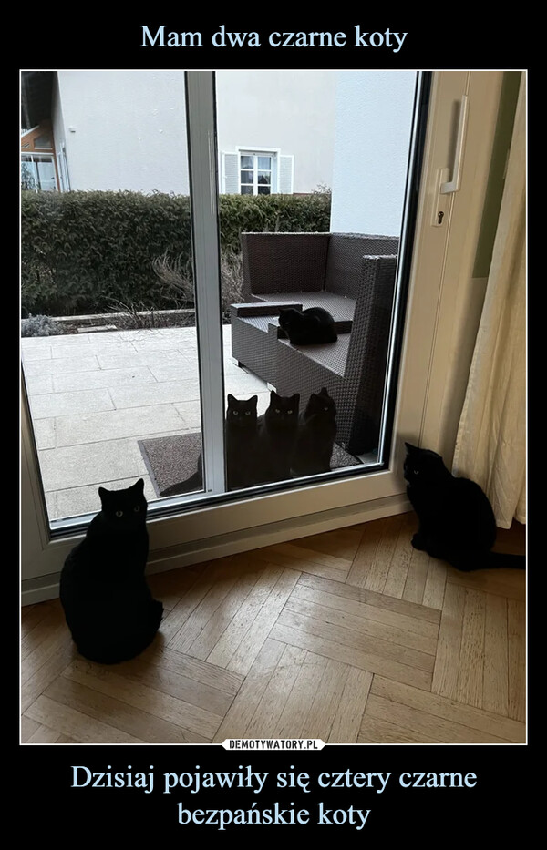 Mam dwa czarne koty Dzisiaj pojawiły się cztery czarne bezpańskie koty