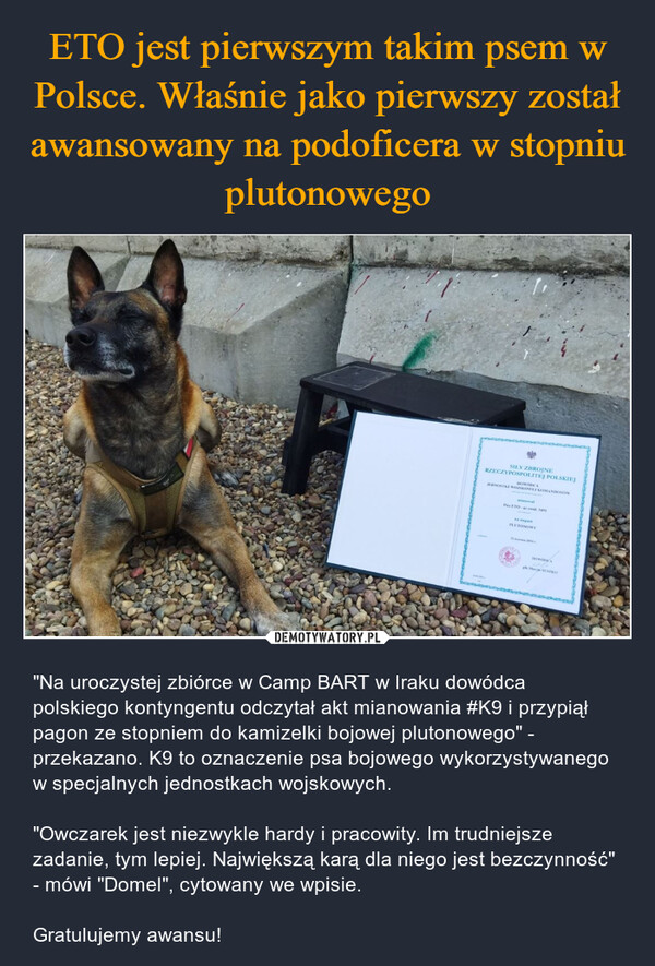 ETO jest pierwszym takim psem w Polsce. Właśnie jako pierwszy został awansowany na podoficera w stopniu plutonowego